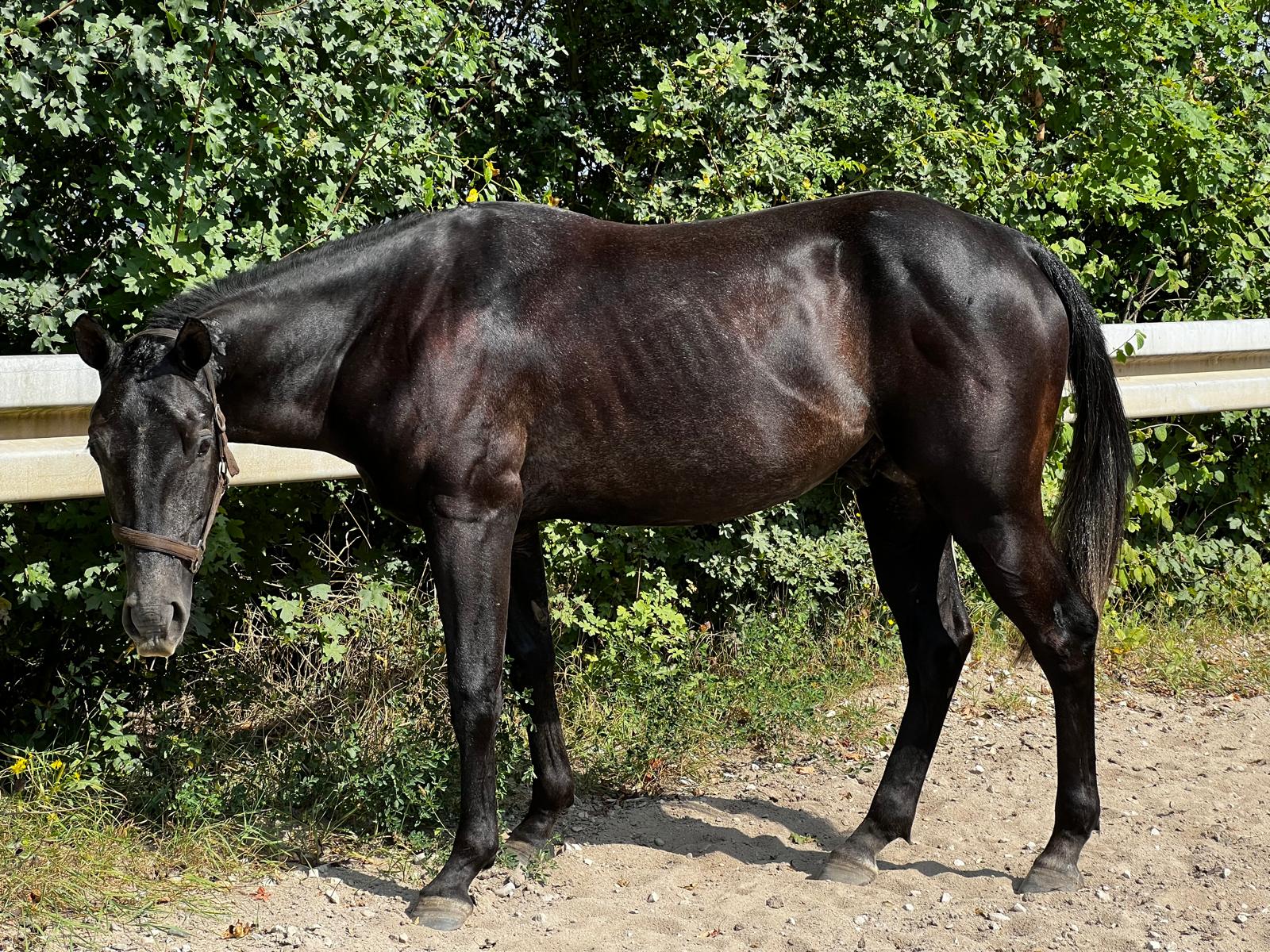 Quarter Horse